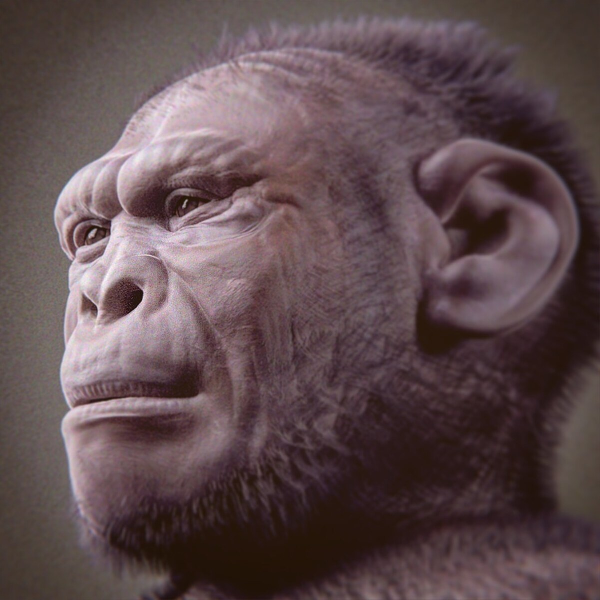Forensic facial reconstruction of Homo habilis by Cicero Moraes