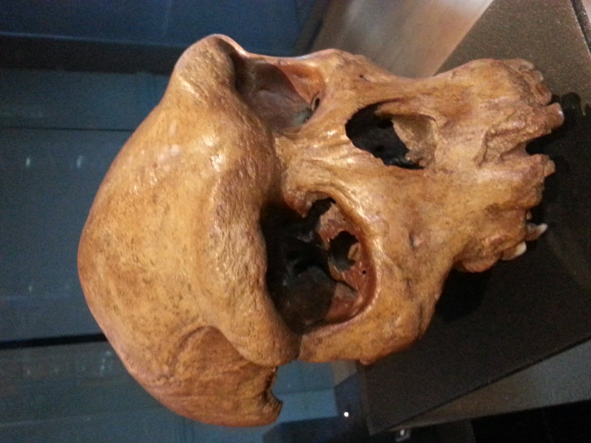 Kabwe skull (Broken Hill 1) - African Homo heidelbergensis - Zambia