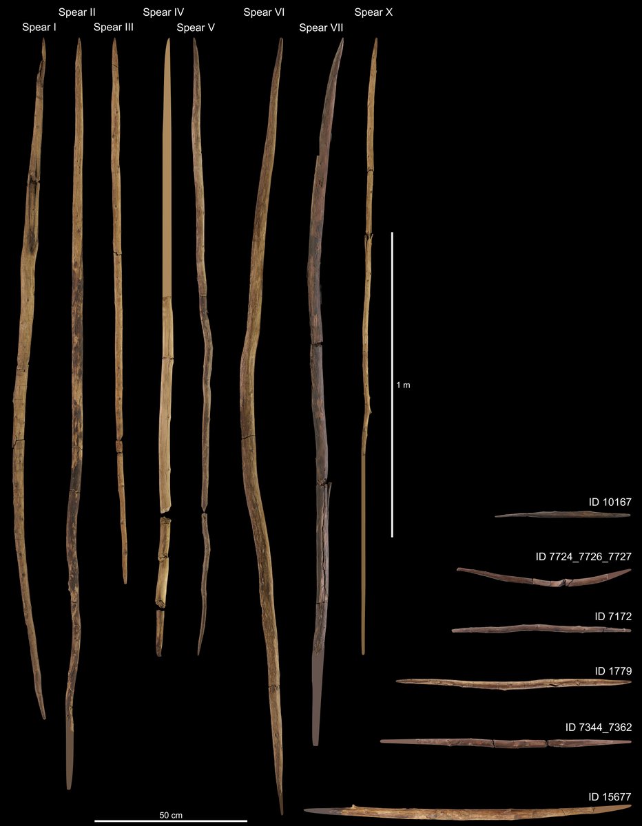 Schoningen wooden artifacts - spears and throwing sticks - Lower Palaeolithic