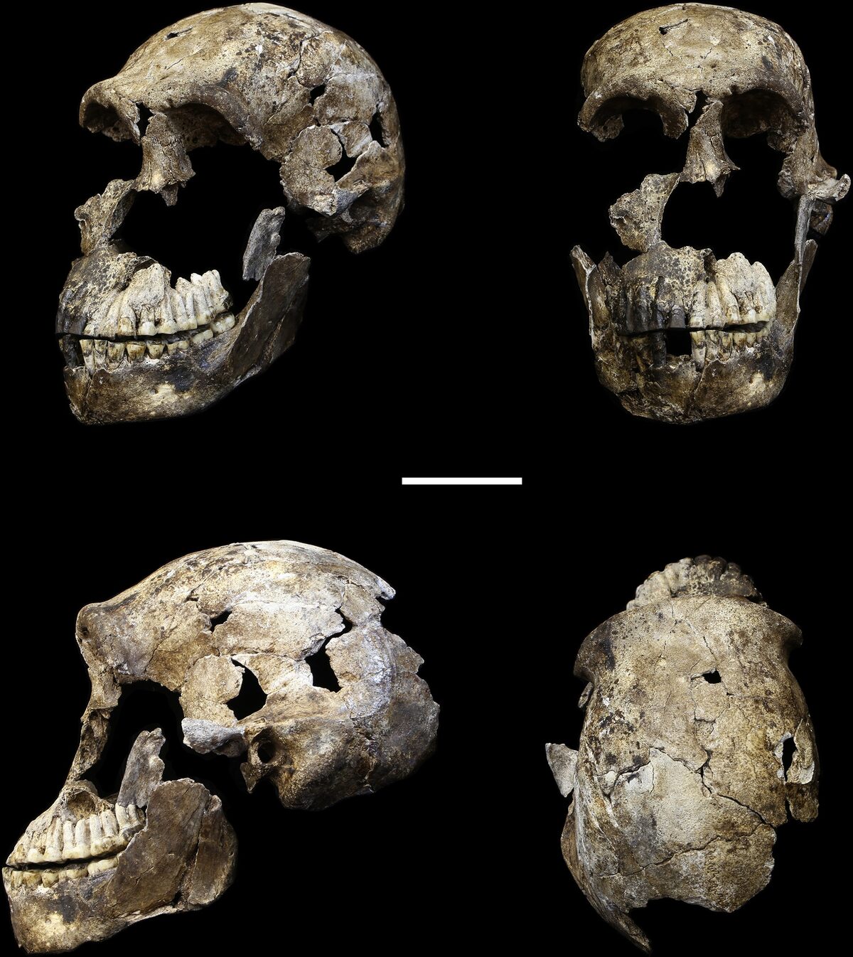 Crane reconstitue d'Homo naledi, especes découverts a Rising Star Cave