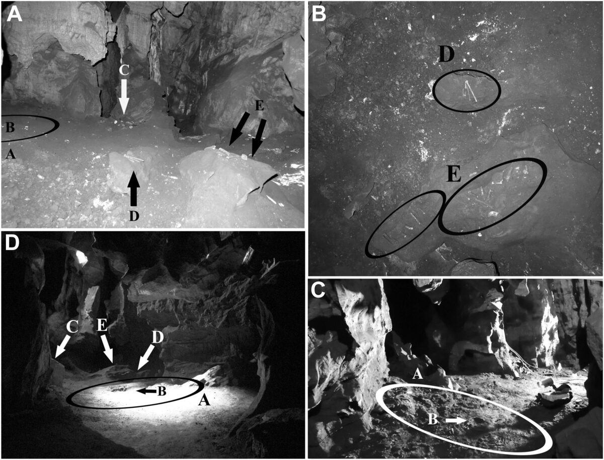 Specimens fossiles d'Homo naledi en cours d'excavation