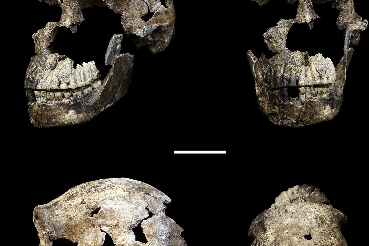 Crane LES1 d'Homo naledi, deuxieme specimen decouverte dans la chambre Lesedi, Rising Star