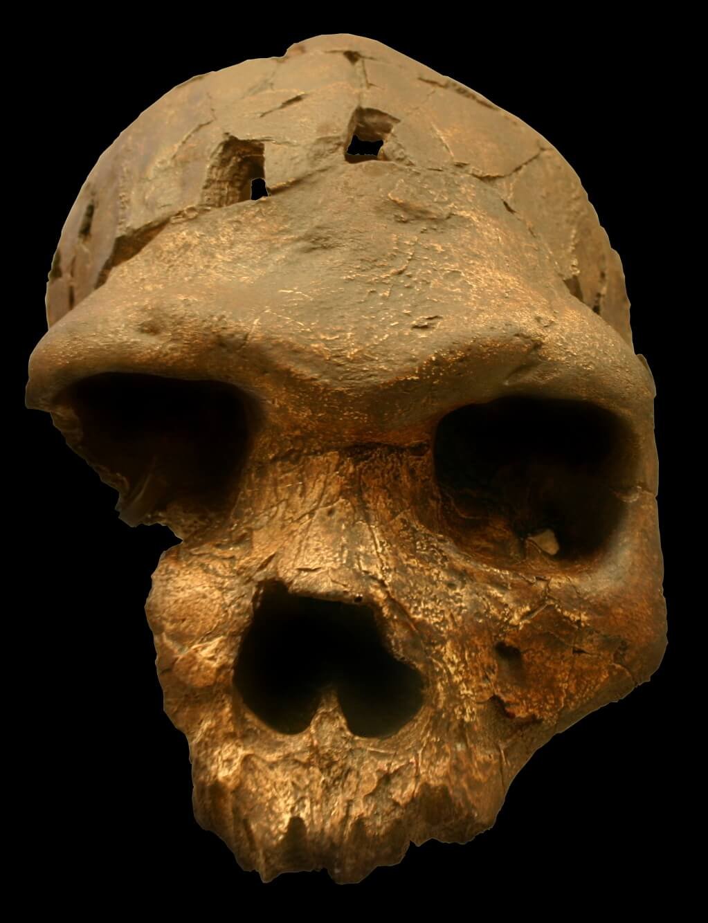 Crane de Bodo (Homo heidelbergensis), ancetre commun possible de Neandertal et Homo sapiens - Wikimedia Commons CC BY-SA 2.0