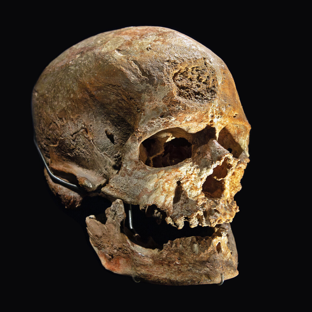 Crâne de Cro-Magnon, Homo sapiens anatomiquement moderne
