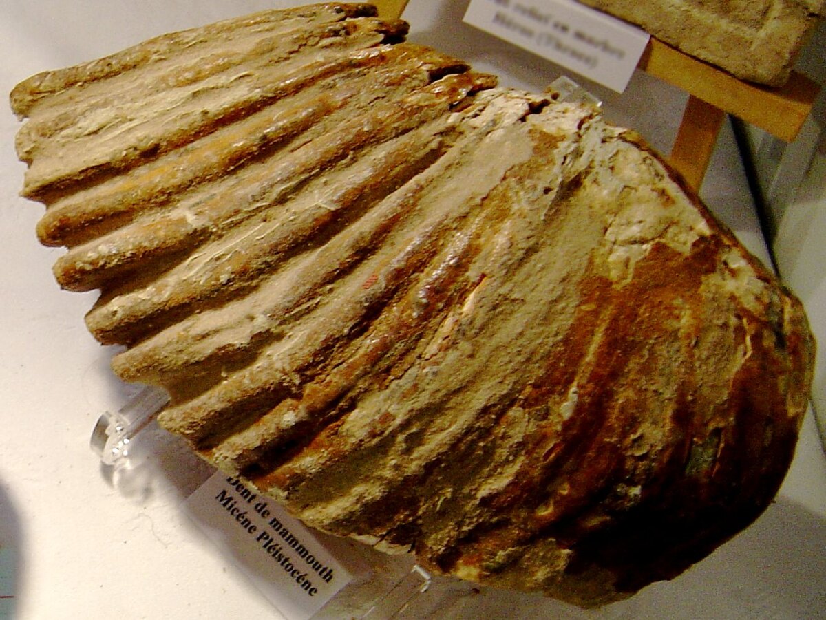 Dent fossile de mammouth, exemple de vestige paléontologique