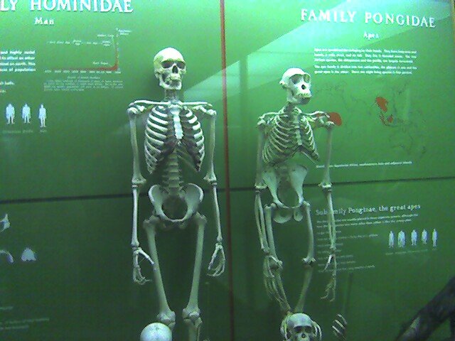 Comparaison des squelettes humain et de grands singes - Wikimedia Commons CC BY-SA 2.0