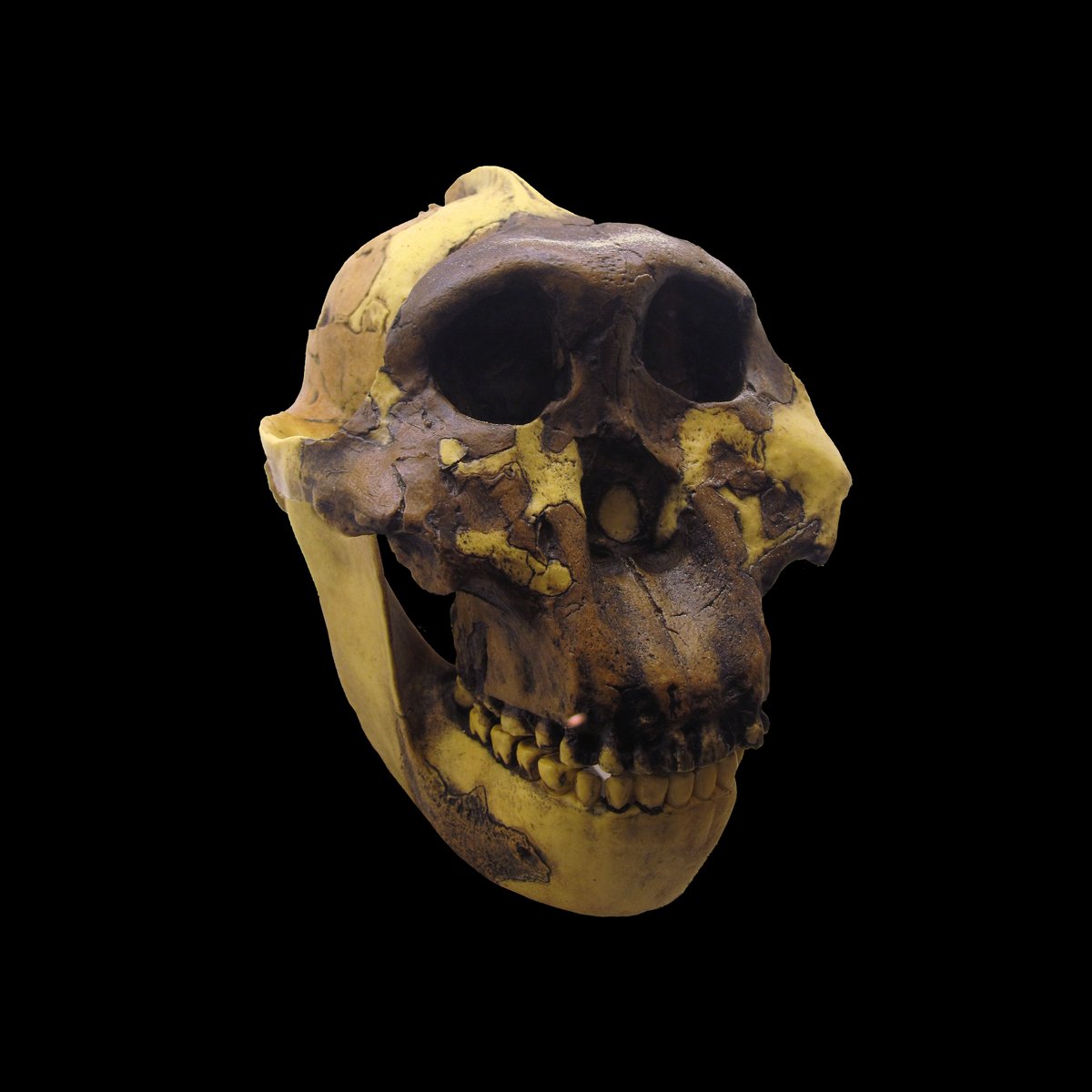 Crane de Paranthropus boisei - Wikimedia Commons CC BY-SA 3.0 fr
