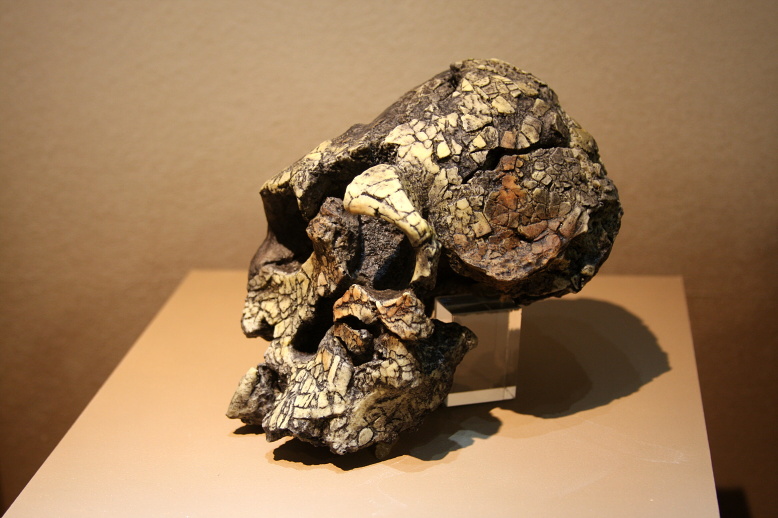 Comparaison face de Kenyanthropus platyops avec Australopithecus afarensis