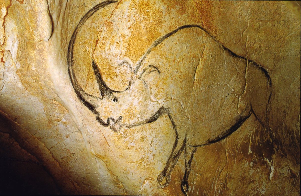 Rhinoceros laineux de la grotte Chauvet, art parietal, 36 000 ans