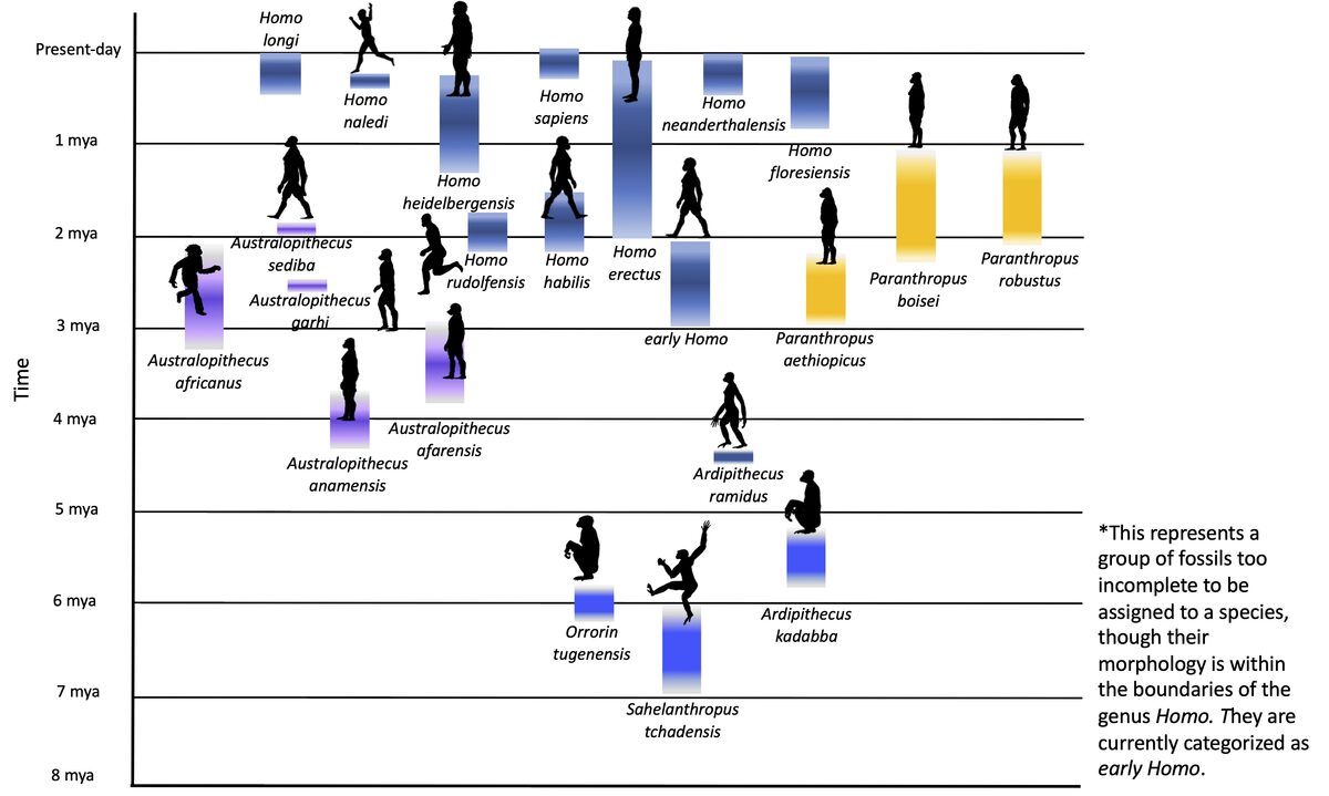 Phylogenetic bush of hominins including early members of the genus Homo