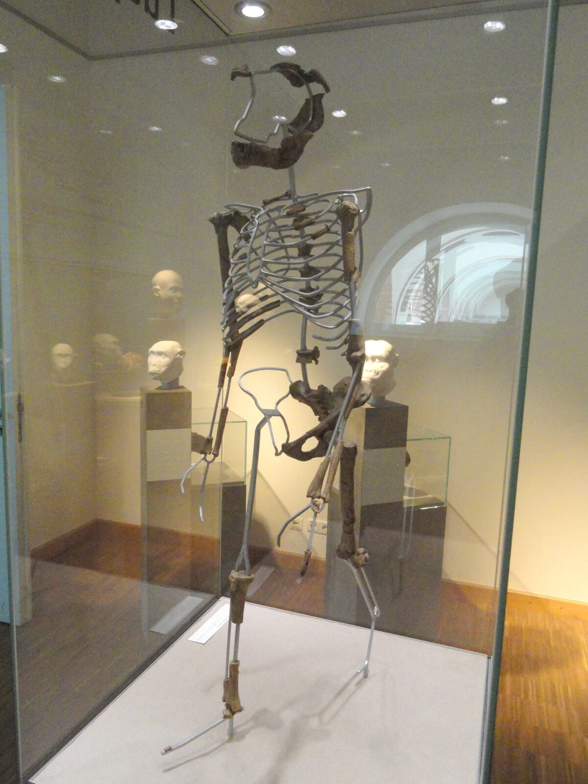 Moulage du squelette de Lucy, Australopithecus afarensis