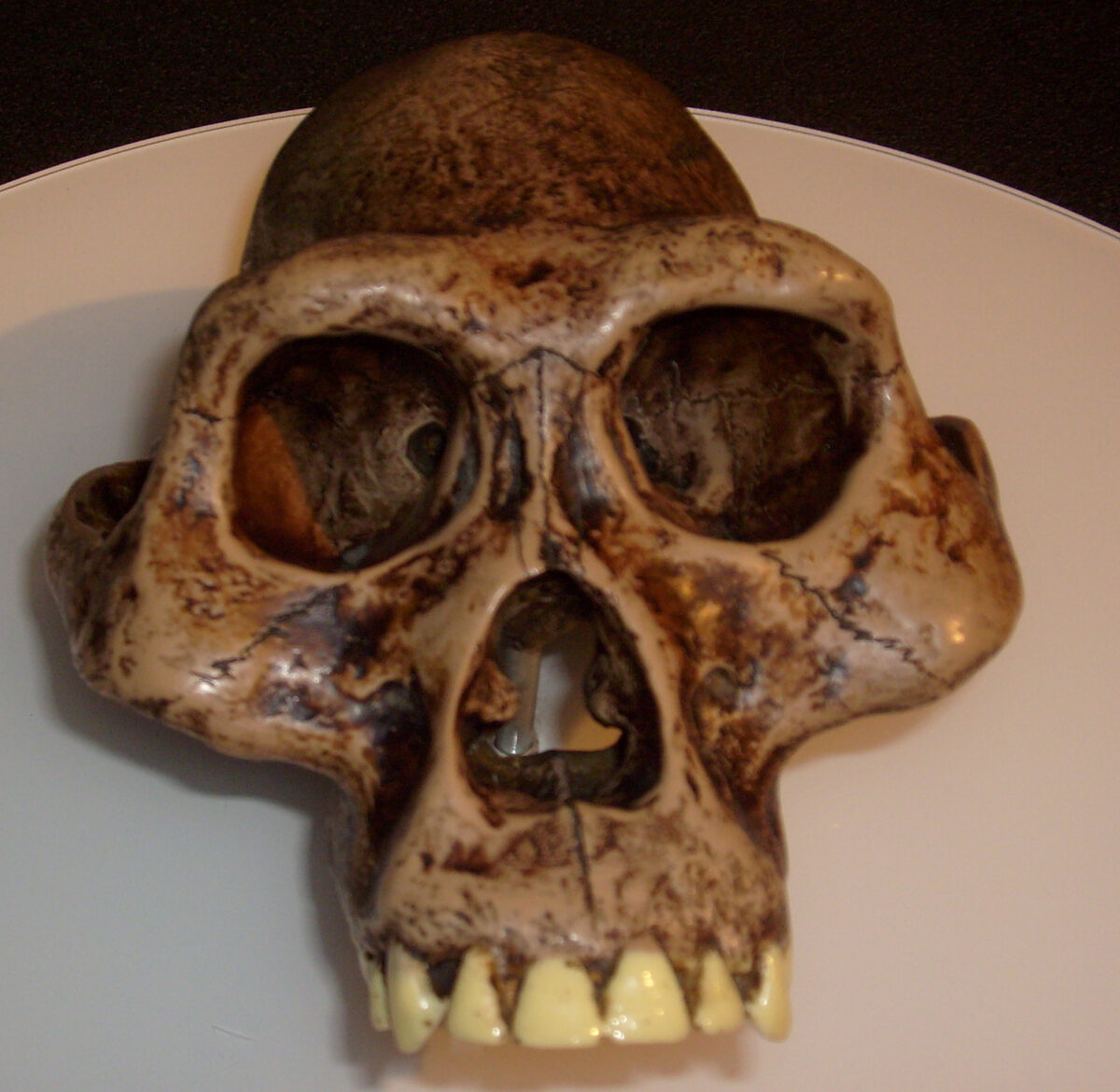 Reconstitution d'Australopithecus afarensis