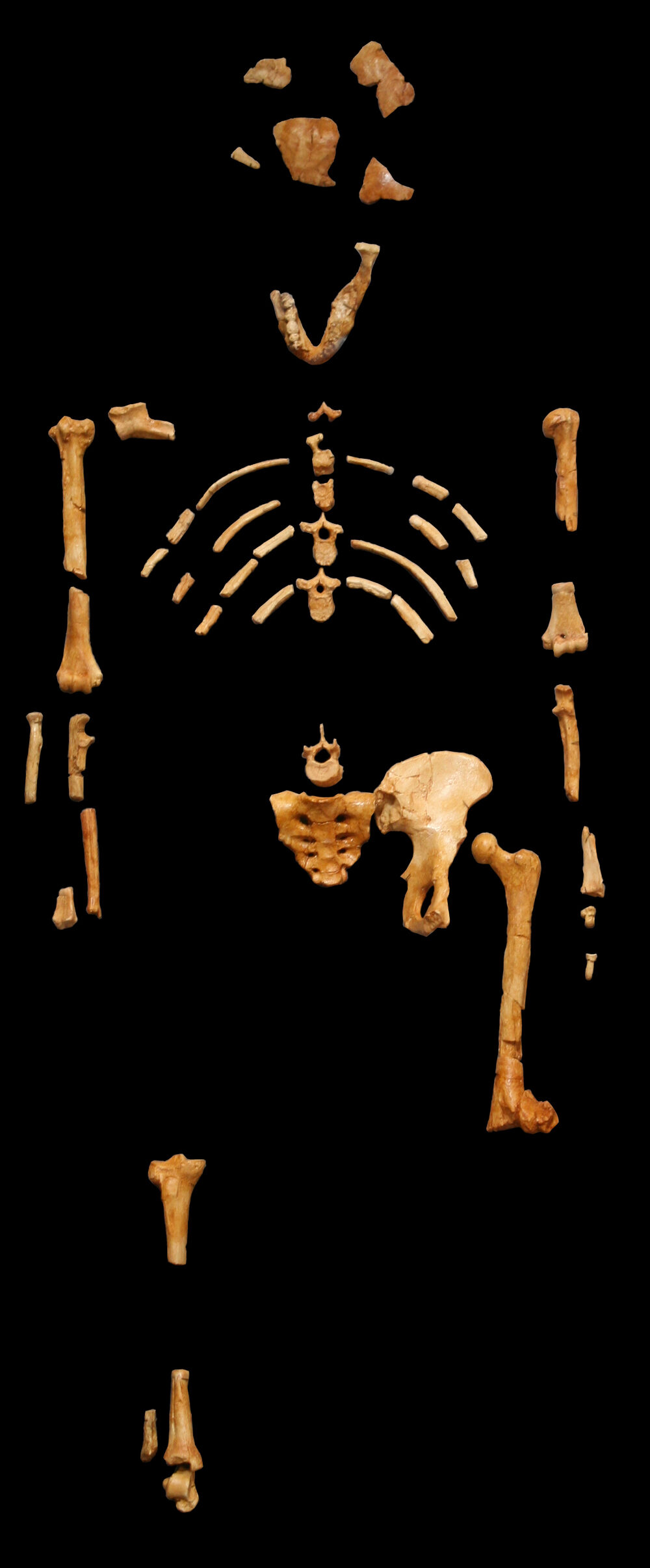 Squelette fossile de Lucy (moulage) présenté sur fond noir