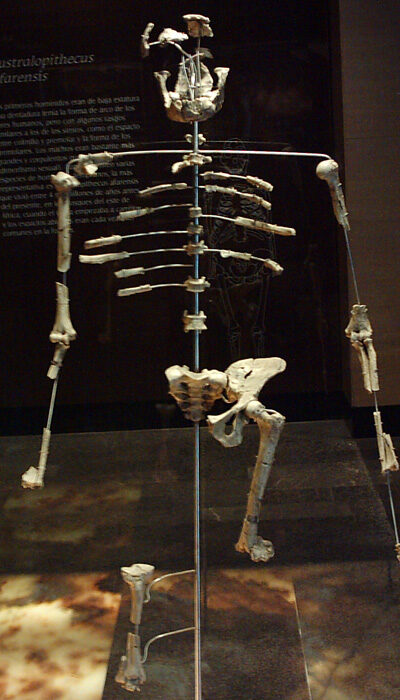 Reconstitution en chair et en os d'Australopithecus afarensis (Lucy)