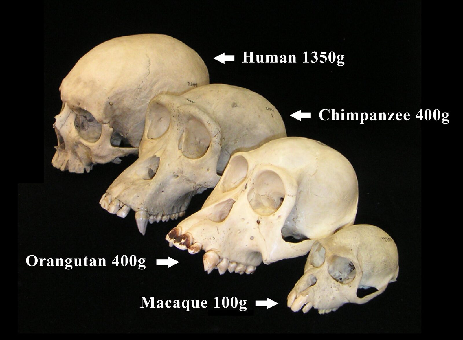 Série comparative de crânes de primates, du macaque à l'humain moderne, avec légende