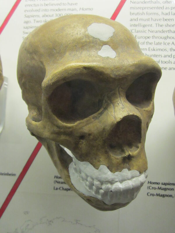 Moulage du crâne d'Homo sapiens neanderthalensis, World Museum Liverpool