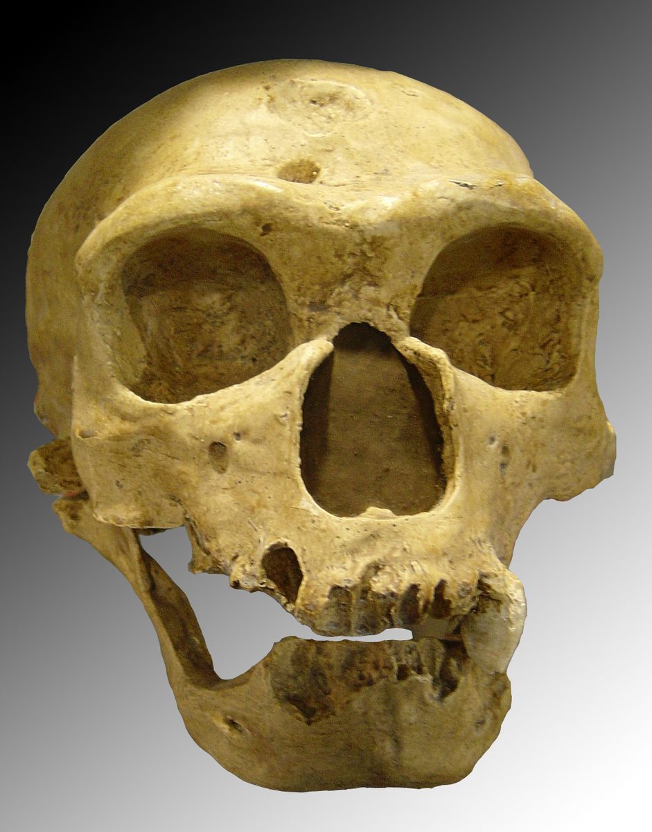 Reconstitution d'un adulte néandertalien ,  morphologie caractéristique