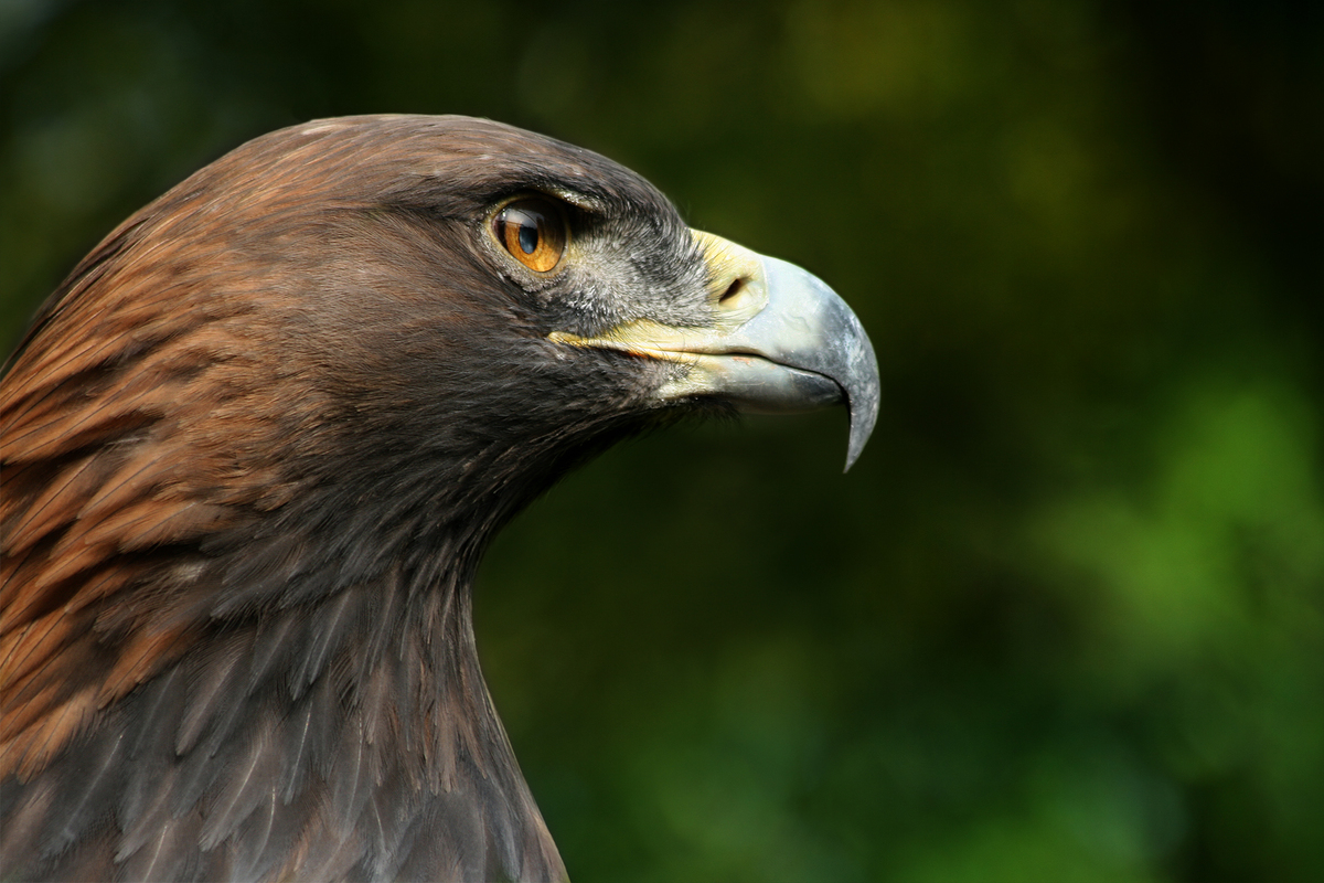 Aigle royal (Aquila chrysaetos), rapace emblematique chasse par les Neandertaliens