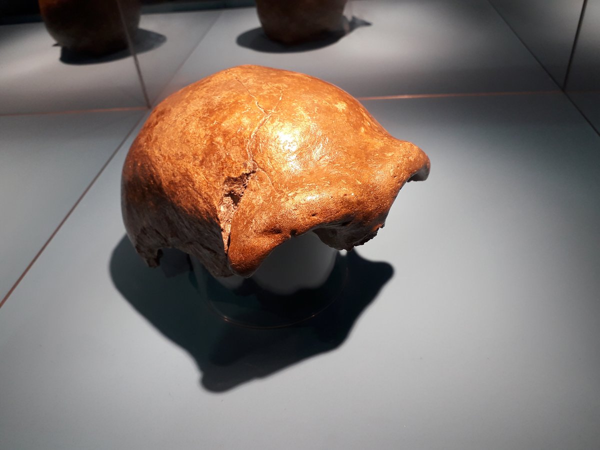 Neanderthal skull cap Neander Valley Germany