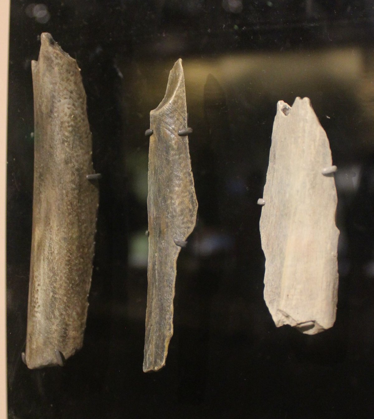 Neanderthal bones from Vindija Cave displayed in a museum