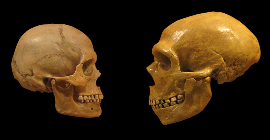 Side-by-side comparison of Neanderthal and modern human skulls