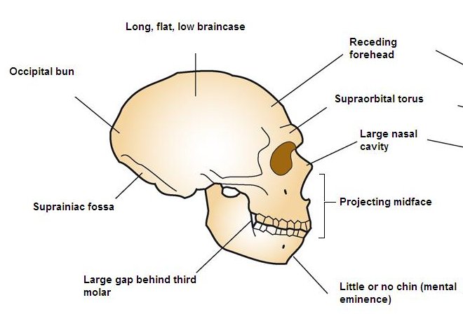 Facial reconstruction of an adult Neanderthal