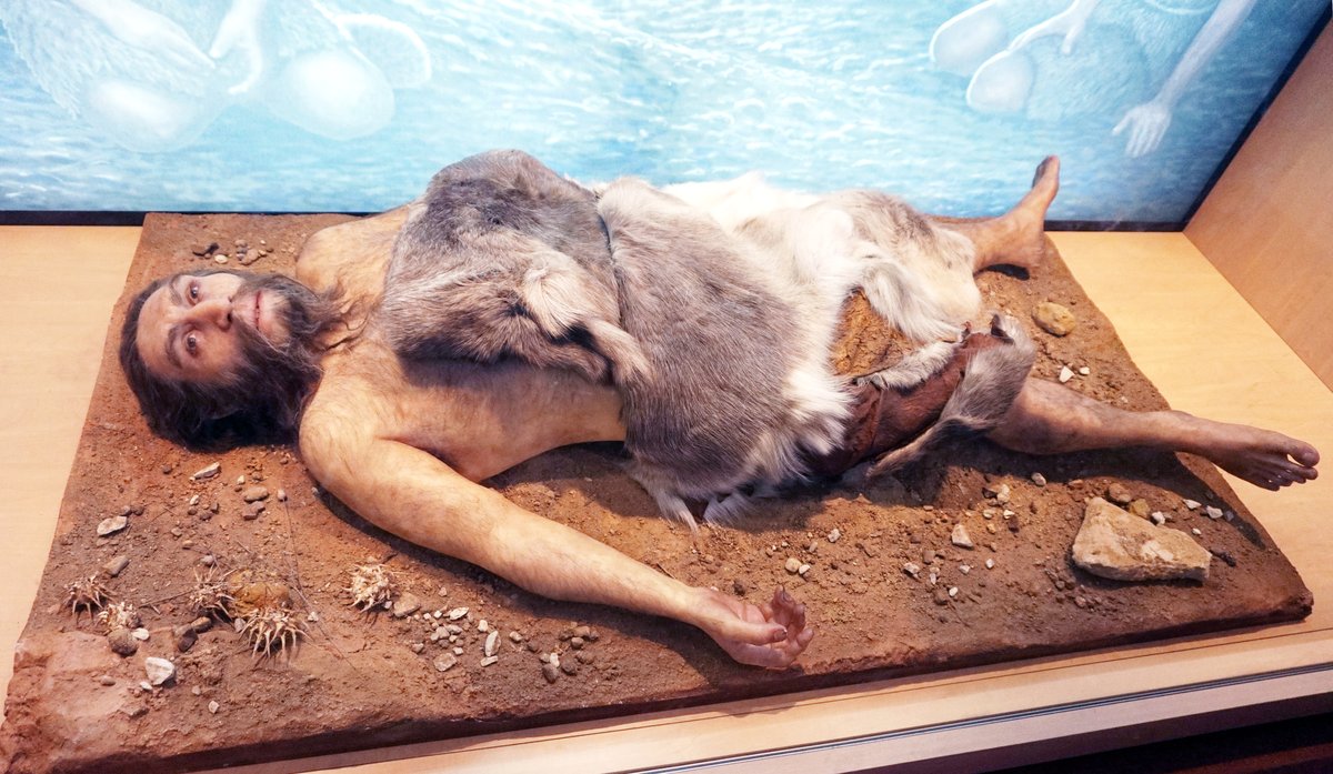 Homo neanderthalensis skeleton in anatomical position