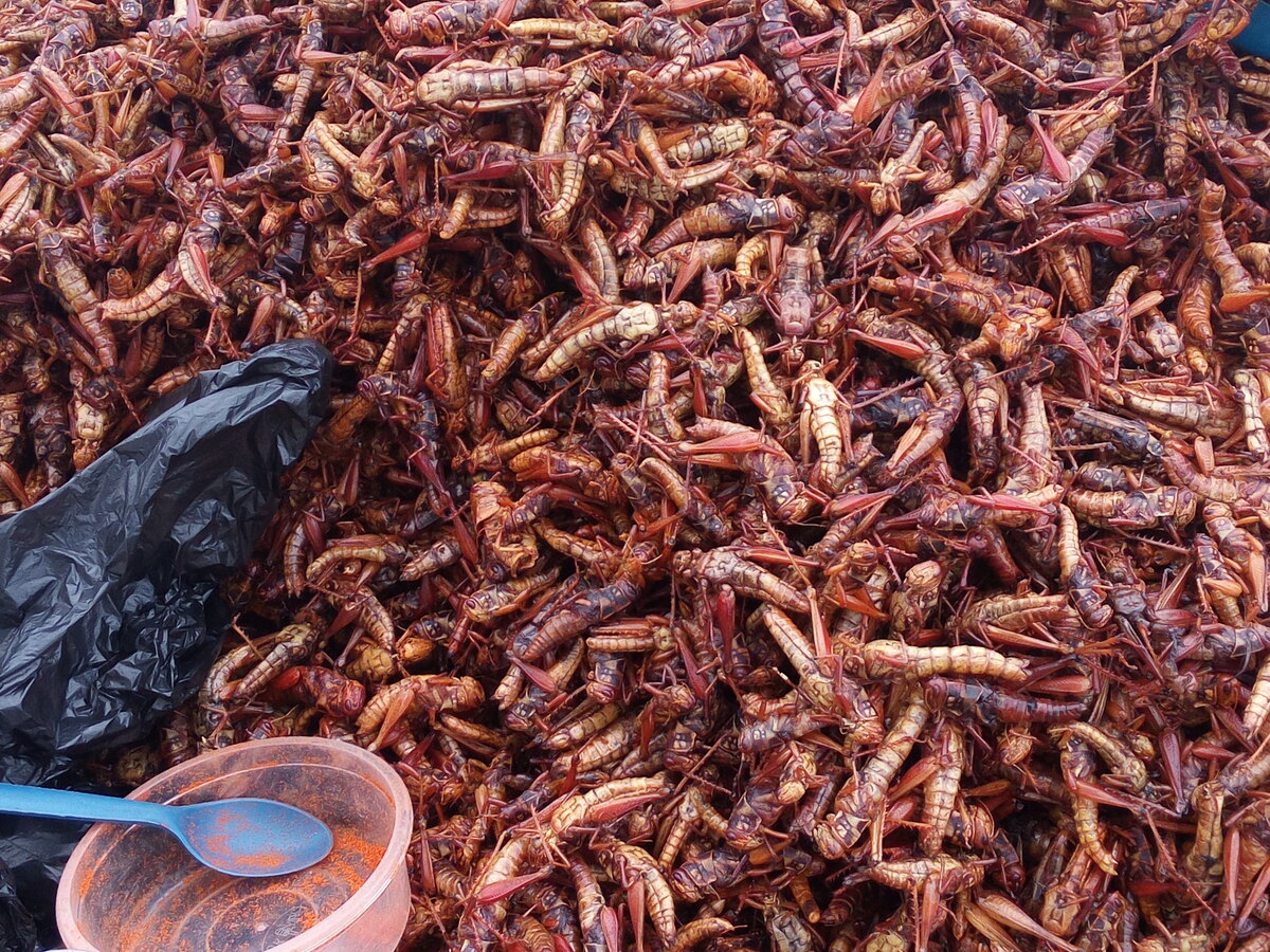 Edible insect, grasshopper