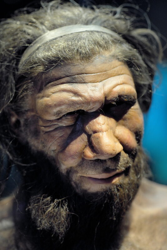 Reconstitution d'un homme néandertalien, Natural History Museum de Londres