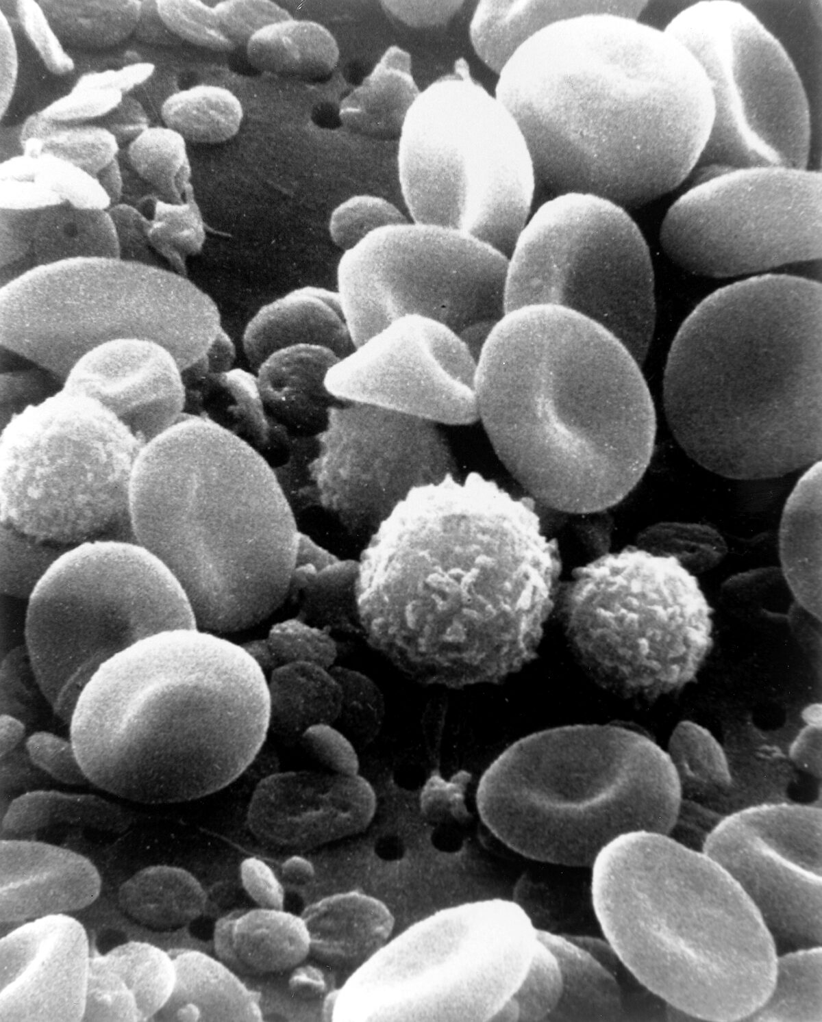 Analyse d'ADN ancien en laboratoire