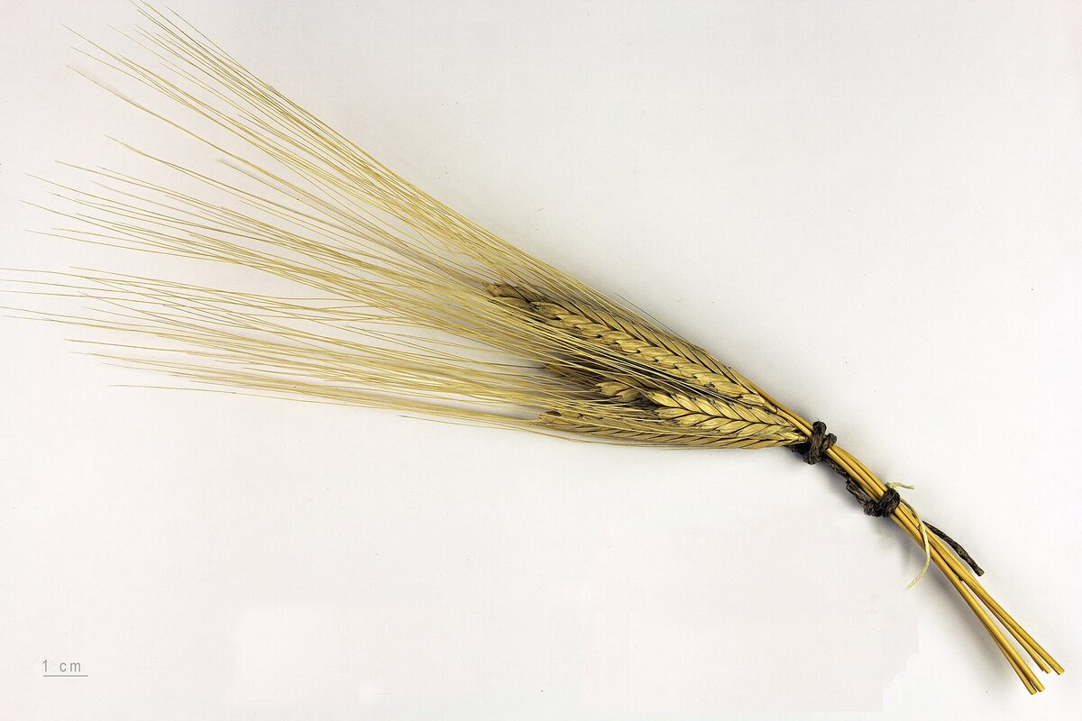 Épis et grains d'engrain (Triticum monococcum), l'un des tout premiers blés domestiqués