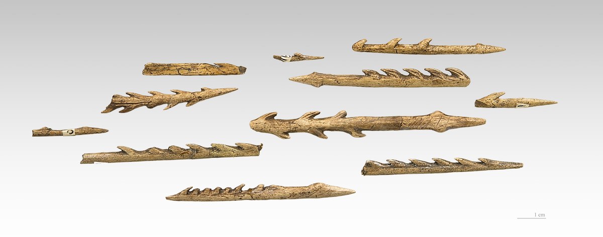 Magdalenian harpoons in reindeer antler, Fontalès site, Tarn-et-Garonne