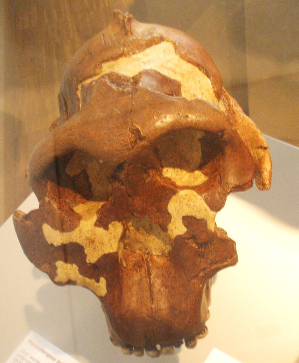 Crâne de Paranthropus boisei (OH 5, Nutcracker Man), Tanzanie