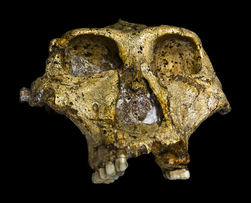 Crâne de Paranthropus robustus, Afrique du Sud