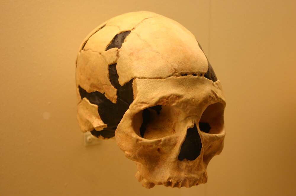 Crâne d'Homo sapiens archaïque de Jebel Irhoud, comparaison avec les hominines robustes