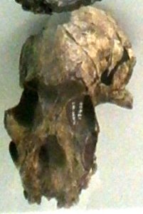 Crane Paranthropus boisei musee Nairobi