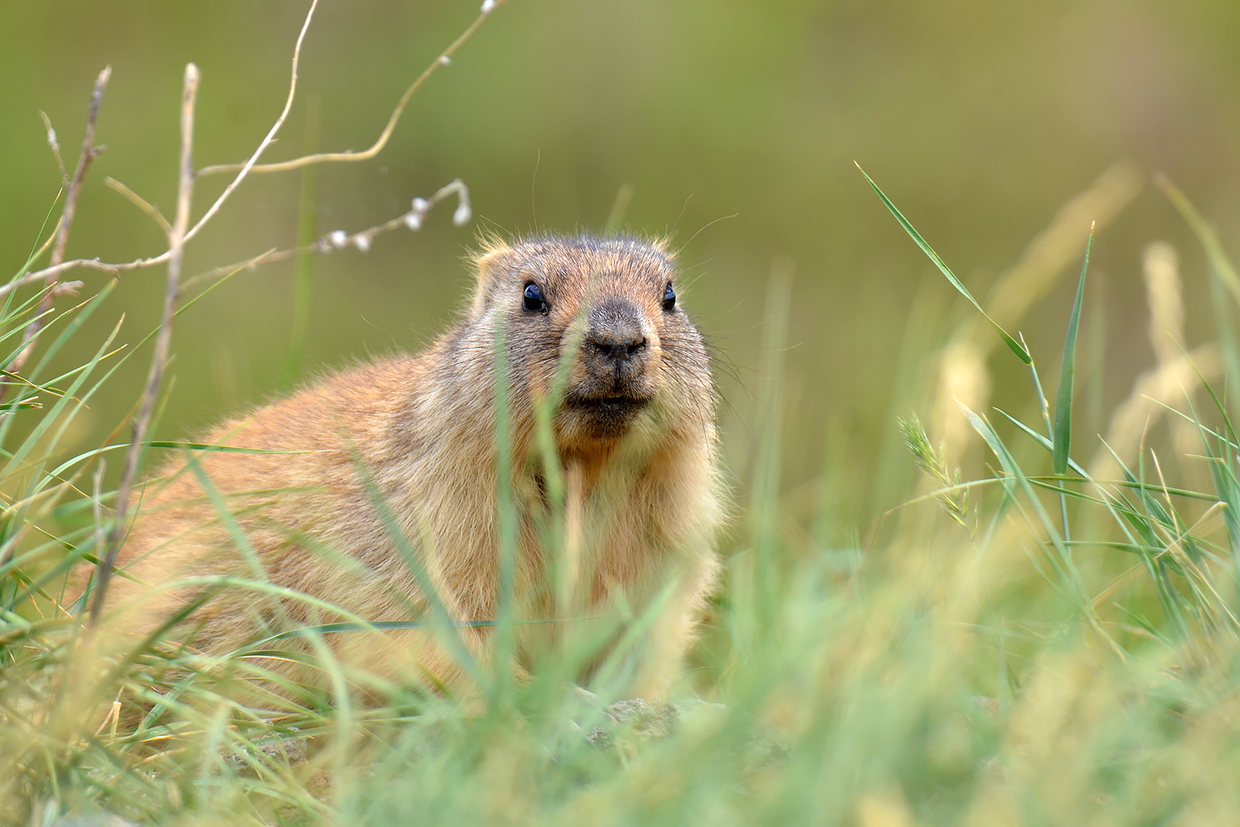 Steppe marmot (Marmota bobak), a natural reservoir of Yersinia pestis