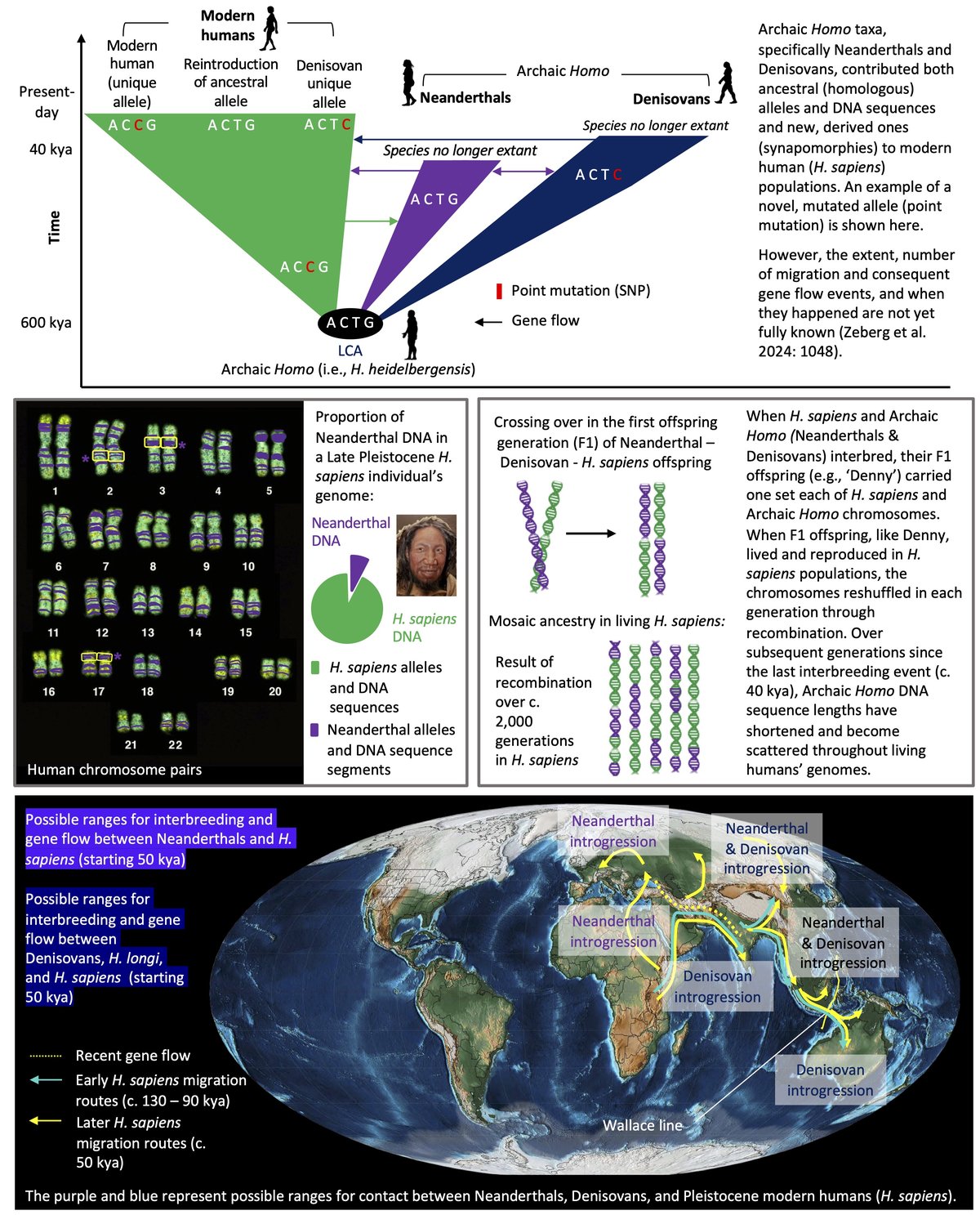 Schema des croisements entre Homo sapiens, Neanderthaliens et Denisoviens durant la prehistoire