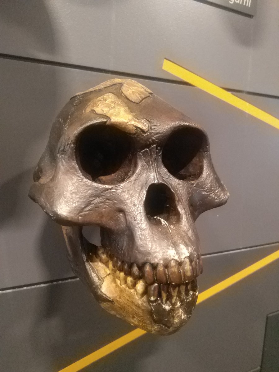 Squelette fossile d'Australopithecus afarensis, specimen de musee illustrant la morphologie de Lucy