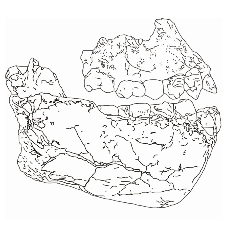 Reconstruction d'Australopithecus deyiremeda, espece contemporaine de Lucy decouverte en Ethiopie