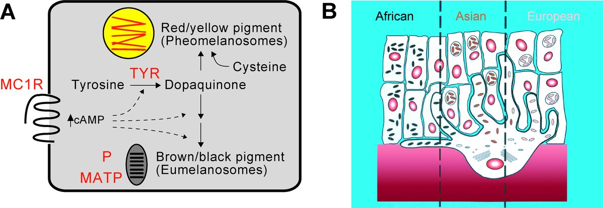 Biochimie et histologie de differents types de peau selon la concentration en melanine