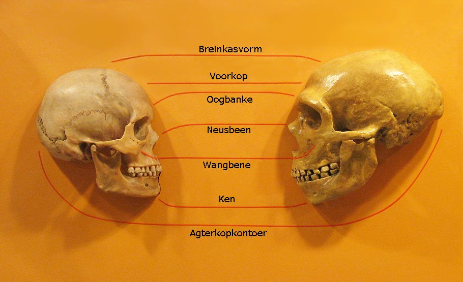 Comparaison anatomique entre Homo sapiens et Neandertal, deux especes ayant coexiste en Europe