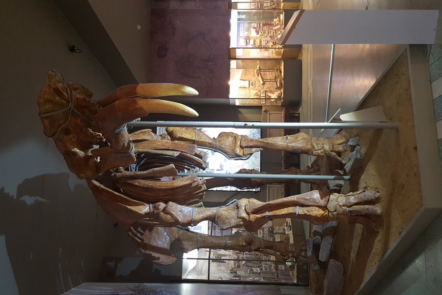 Squelette de Deinotherium au musée d'Azov