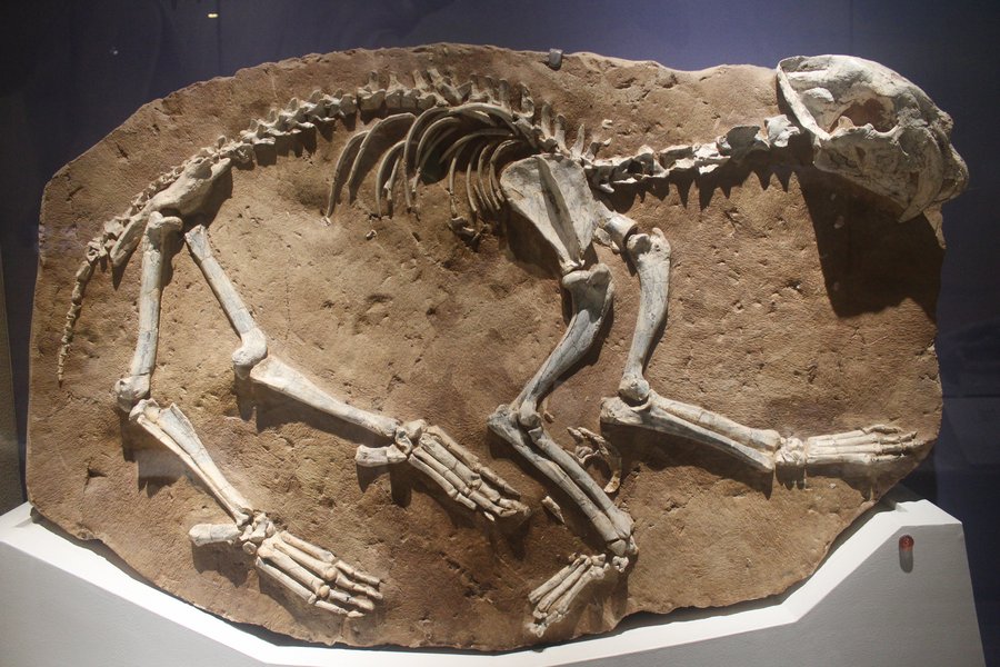 Crâne de Machairodus au musée d'Histoire naturelle