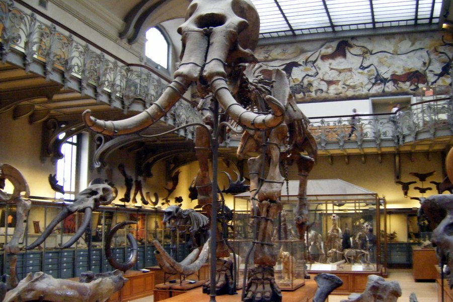 Squelette de Mammuthus meridionalis au Muséum national d'Histoire naturelle de Paris