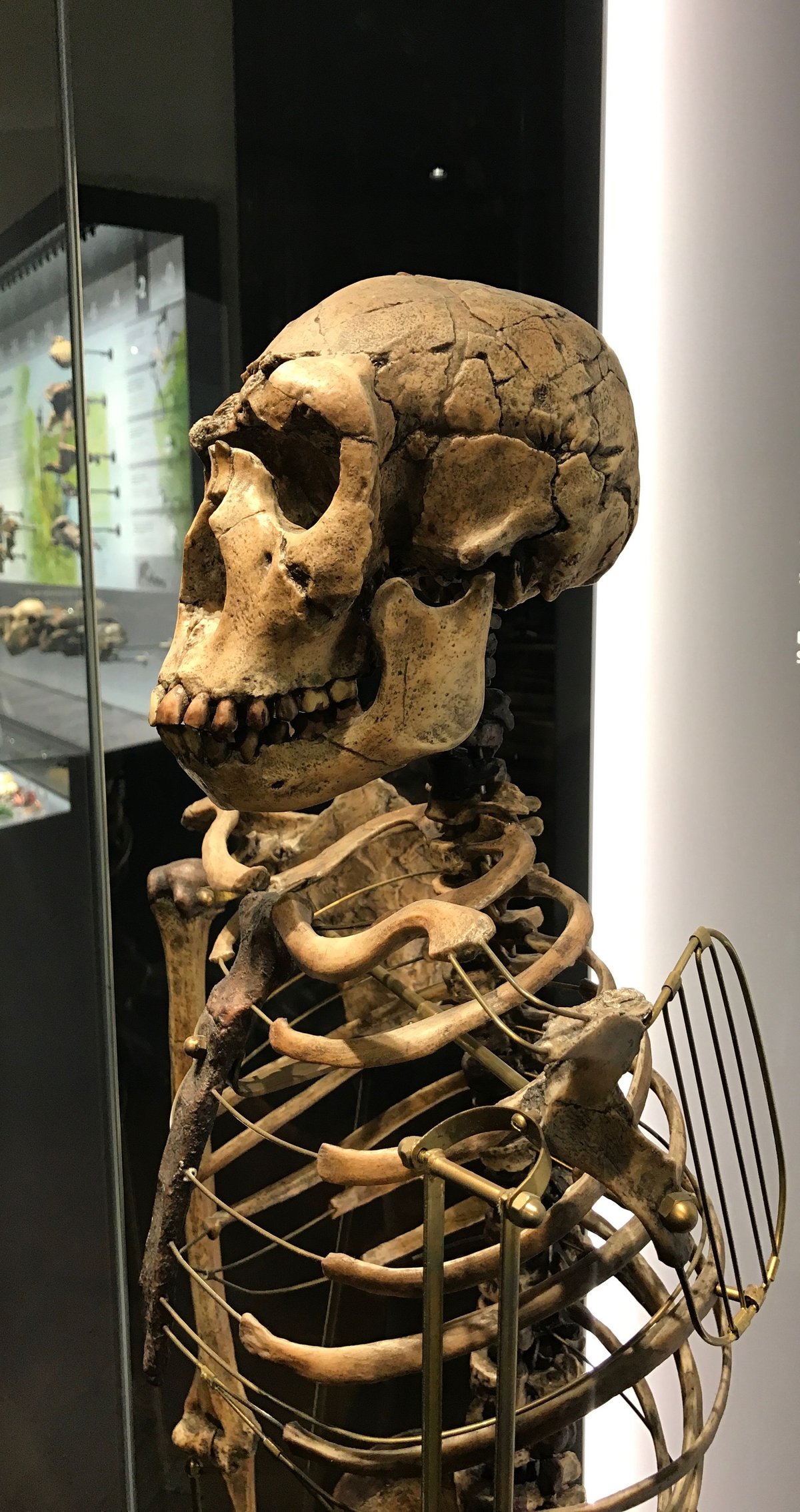 Turkana Boy, Homo ergaster, reconstitution squelettique - Wikimedia Commons CC BY-SA 4.0