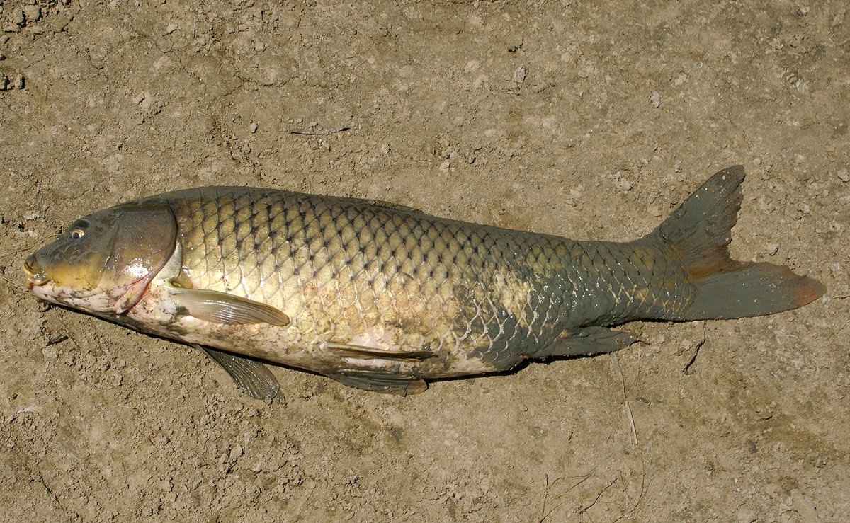 Cyprinus carpio, carpe commune - Wikimedia Commons CC BY-SA 3.0