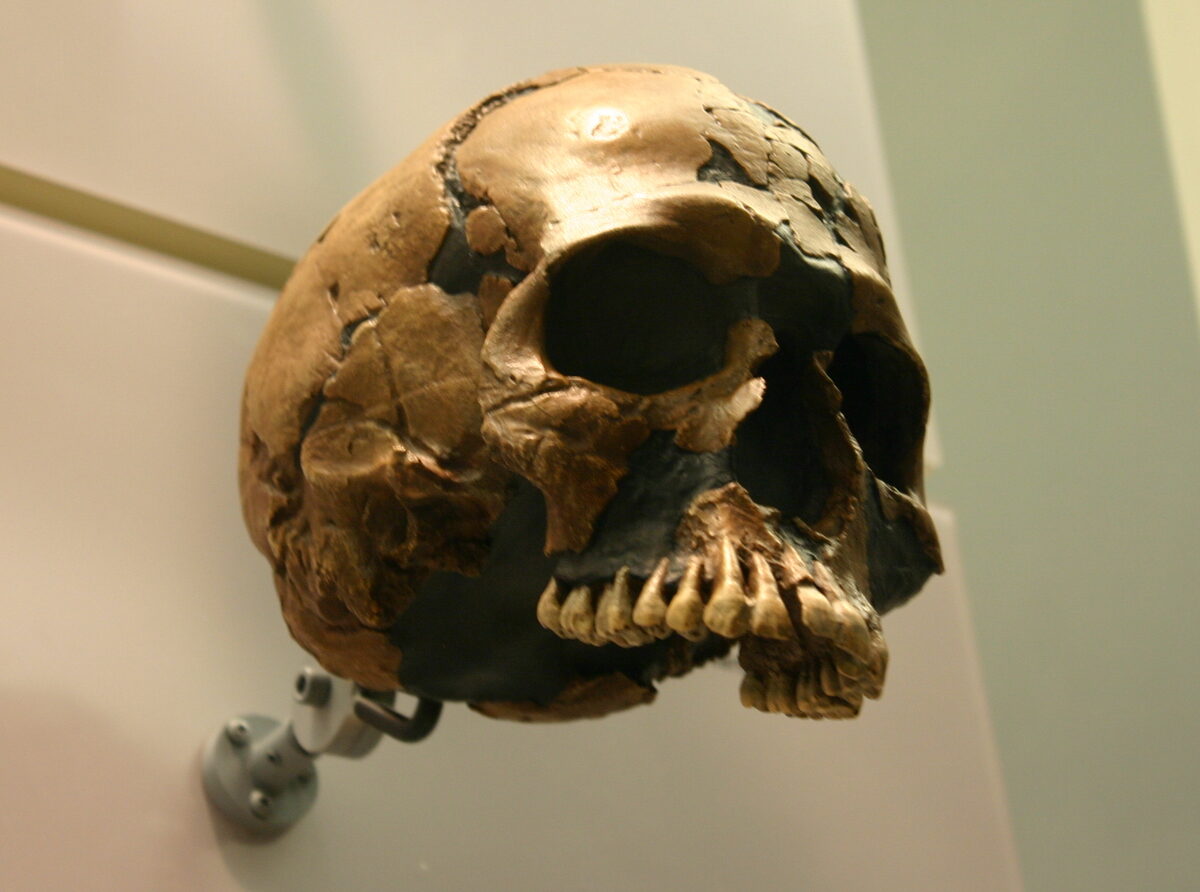 Fossil skull of Qafzeh, Homo sapiens