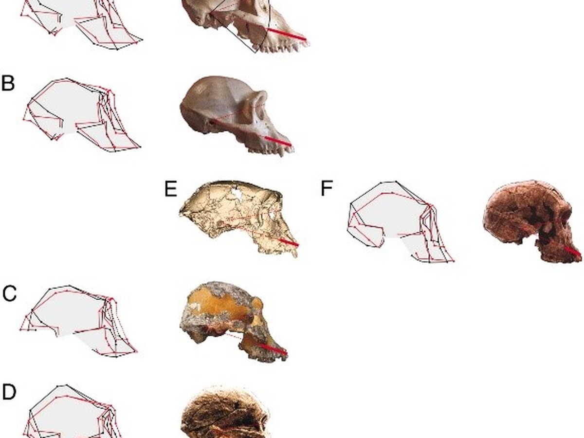 Comparaison du crane de Sahelanthropus tchadensis avec un chimpanze et un humain moderne