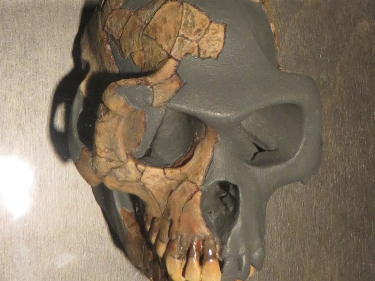 Fossile d'Ardipithecus ramidus, Ethiopie